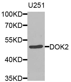 DOK2 Antibody