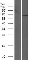 LILRB5 / LIR8 Protein (Over-Expression Lysate Myc-DDK (Flag))