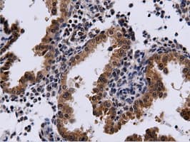 CBWD1 Antibody (clone OTI3F9)
