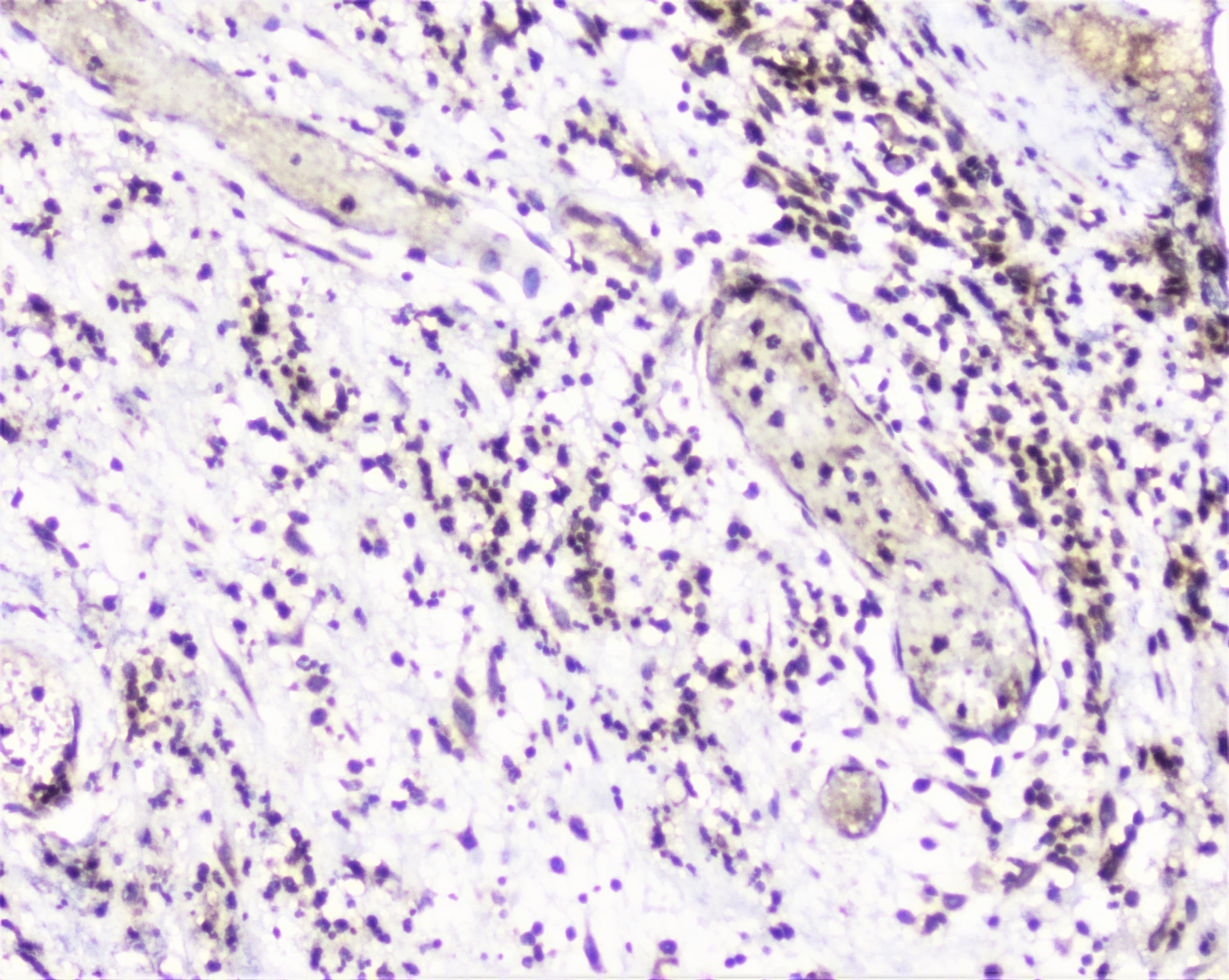 UBE2I / UBC9 Antibody