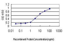 SMAD5 Antibody (clone 2D7)