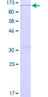 Human BRD2 / RING3 Protein (Recombinant GST)
