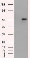 GPI Antibody (clone OTI8G7)