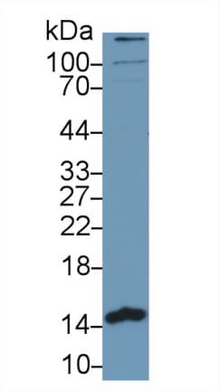 PHPT1 Antibody (aa1-125)