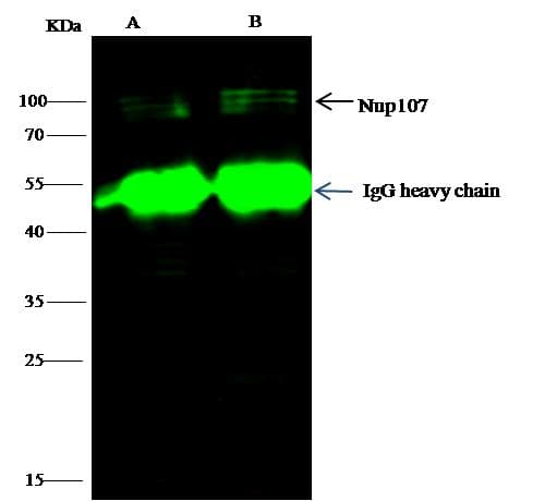 NUP107 Antibody (Preservative Free)