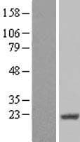 CIRP / CIRBP Protein (Over-Expression Lysate Myc-DDK (Flag))