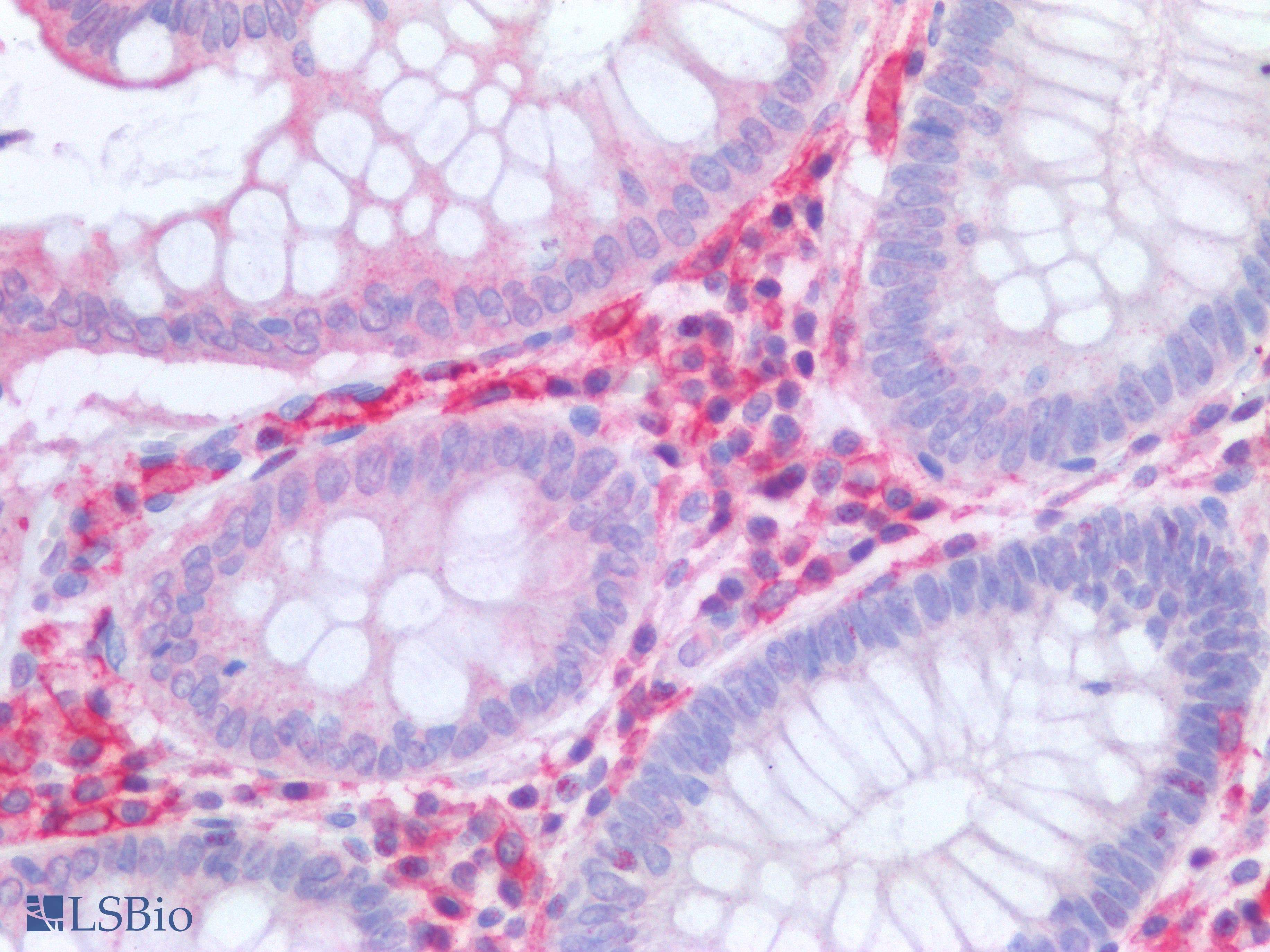 PathPlus™ CD300A Antibody