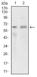 GPNMB / Osteoactivin Antibody (aa31-260, clone 7C10E5)