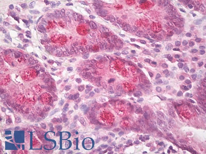 ICK Antibody (aa448-497)