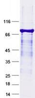 Human ZIC / ZIC1 Protein (Recombinant GST, N-terminus + His, C-terminus)
