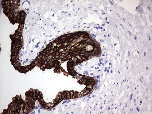 ENKUR Antibody (clone OTI6C10, Carrier-free)