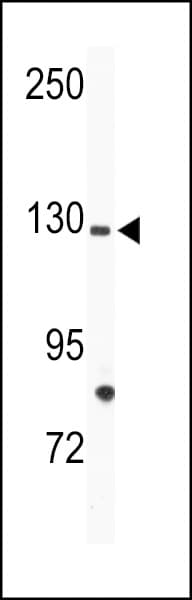 Polyclonal Rabbit anti-Human TIE Antibody (aa12-42, IHC, WB)