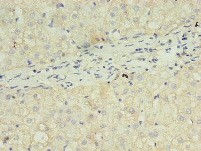 FGF2 / Basic FGF Antibody
