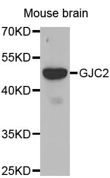 GJC2 Antibody