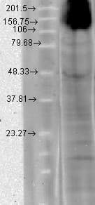 HCN4 Antibody (aa1019-1198, clone S114-10, PerCP)