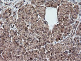 DEF6 Antibody (clone OTI3F9, Carrier-free)