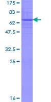 Human B3GALNT1 Protein (Recombinant GST)