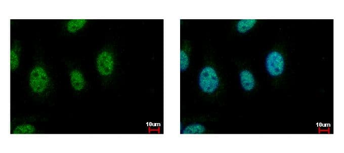 CDC45 Antibody (aa298-566)