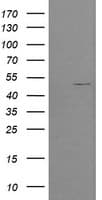 POFUT2 Antibody (clone OTI5H1)