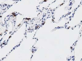 Monoclonal Mouse anti-Human DNAJA2 Antibody (clone OTI2A2, IHC, IF, WB)