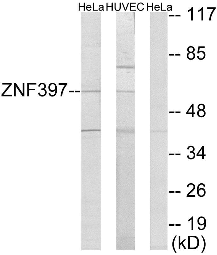 Polyclonal Rabbit anti-Human ZNF397 Antibody (WB)