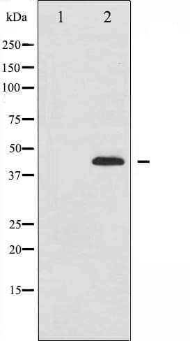 MAPK14 / p38 Antibody (phospho-Thr180)