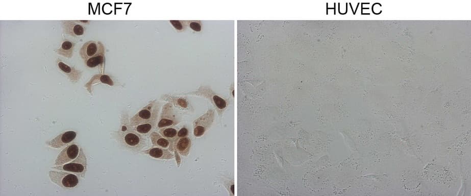 GATA3 Antibody (aa155-443, clone OTI10G7)