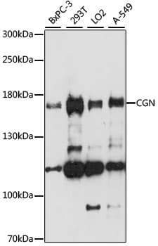 Monoclonal Rabbit anti-Human CGN / Cingulin Antibody (clone 6A572, WB)