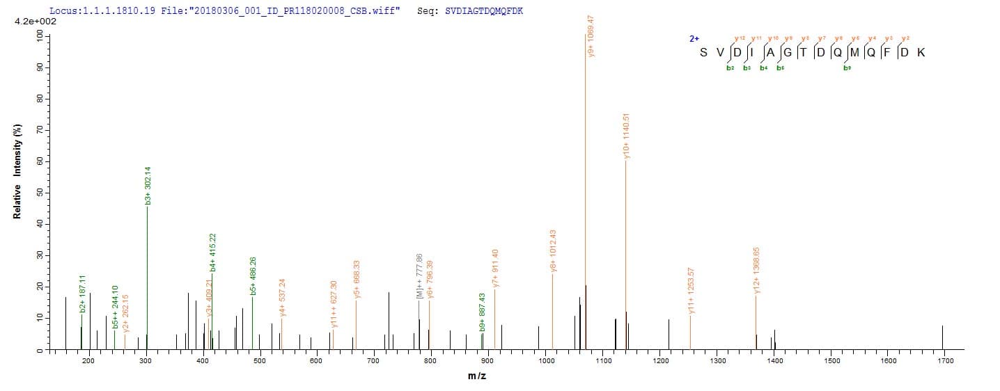 Bordetella bronchiseptica BB3856 Protein (Recombinant 6His, N-terminus)