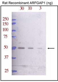 ARFGAP1 Antibody (aa377-406)
