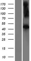 FBXL2 Protein (Over-Expression Lysate Myc-DDK (Flag))