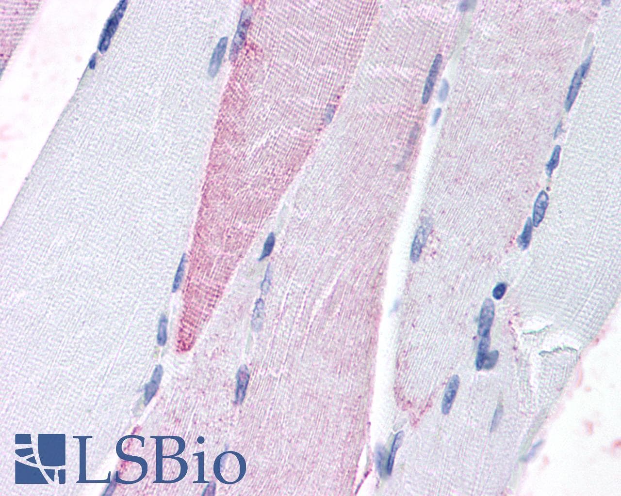 PathPlus™ GPRC6A Antibody (N-Terminus)