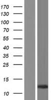 CLLU1OS Protein (Over-Expression Lysate Myc-DDK (Flag))