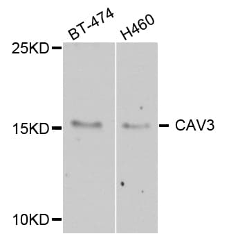 CAV3 / Caveolin 3 Antibody