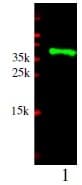 CD5 Antibody (Preservative Free, Biotin)