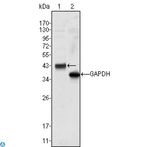 WNT10B Antibody