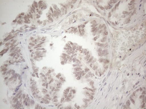 SPT3 / SUPT3H Antibody (clone OTI1A5)