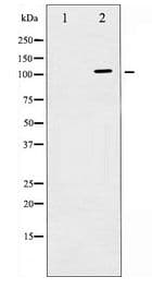 cPLA2 Antibody
