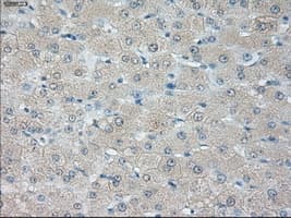 HSD17B10 / HADH2 Antibody (clone OTI3B5, Carrier-free)