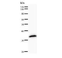 CCNJ Antibody (clone 2126C1a)