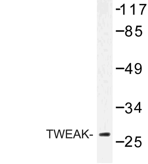 IHC-plus™ TNFSF12 / TWEAK Antibody (Pro73)