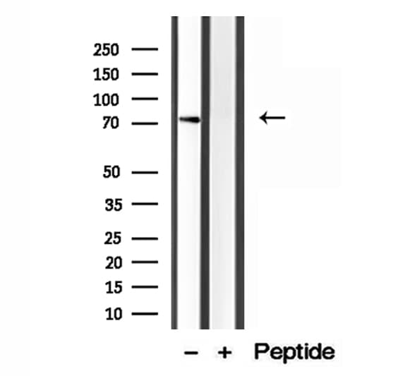 VISA / MAVS Antibody