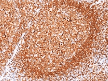 CD79A / CD79 Alpha Antibody (aa202-216, clone JCB117, Azide-free, BSA-free)