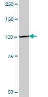 Monoclonal Mouse anti-Human PEX6 Antibody (clone 3G3, WB)