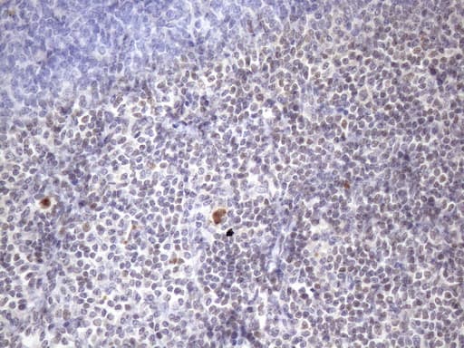 ZC3H8 Antibody (clone OTI4H5, Carrier-free)