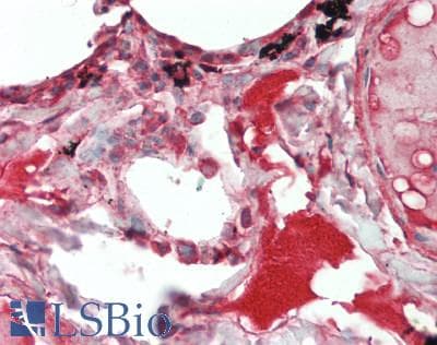 IHC-plus™ IL19 Antibody (aa39-52)