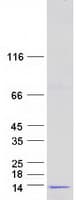 Human GNG5 Protein (Recombinant Myc-DDK (Flag))
