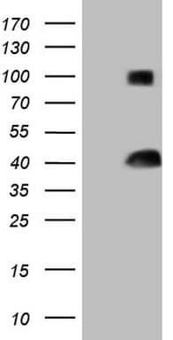 THTPA Antibody (aa2-230, clone OTI4H2)