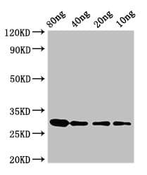 Ribonuclease U2 Antibody