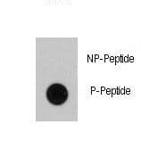 RAF1 / RAF Antibody (phospho-Ser339)